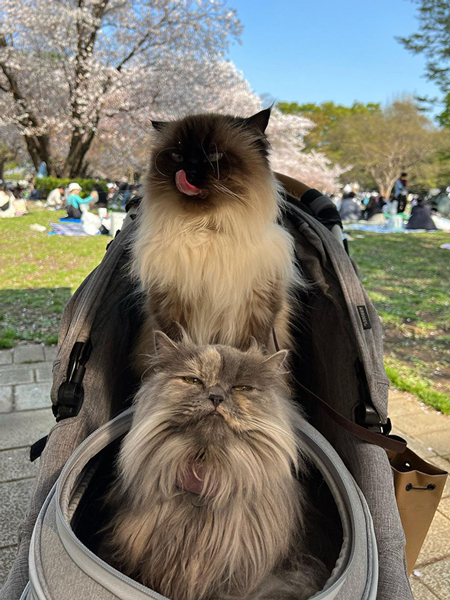 フィセルちゃんとプリュムちゃん
