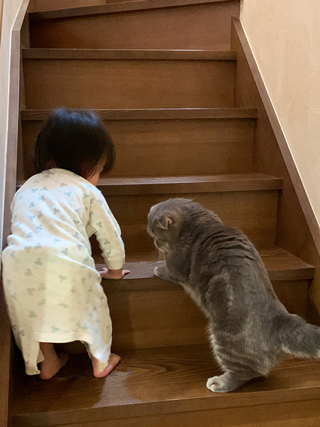 階段の登り方を指導する猫