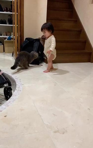 ダッシュする猫