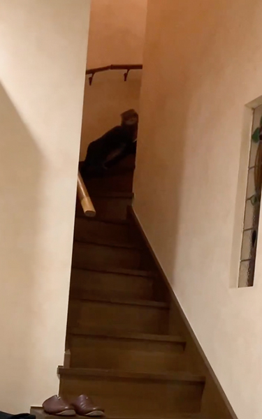 不思議そうな猫