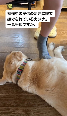 ワンコの手前の方足でなでる子ども