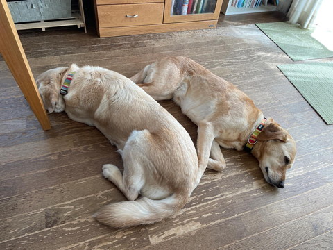 寝てるワンコ2匹