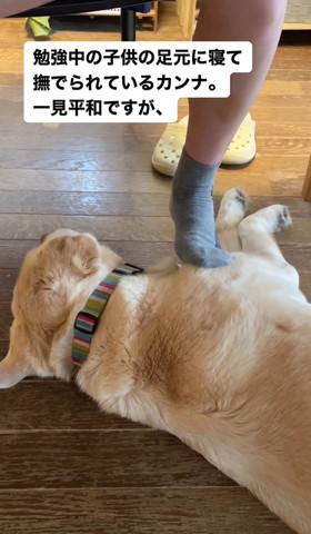 ワンコの肩付近を足でなでる子ども