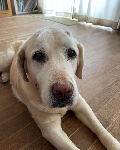 伏せしてるワンコカメラ目線アップ