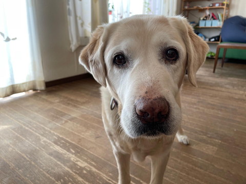 カメラ目線ワンコアップ