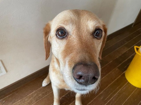 こげ茶ワンコアップ