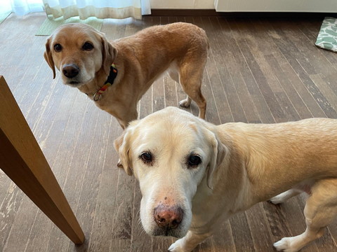 カメラ目線ワンコ2匹