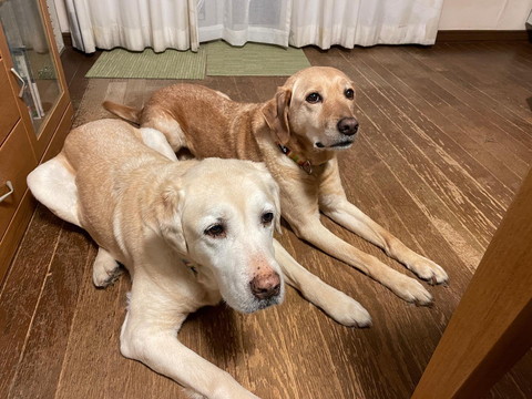 伏せしてるワンコ2匹