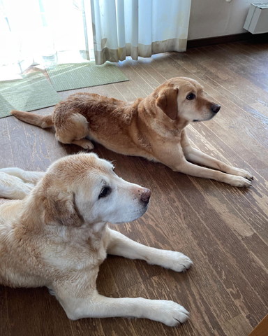 画面右見てるワンコ2匹