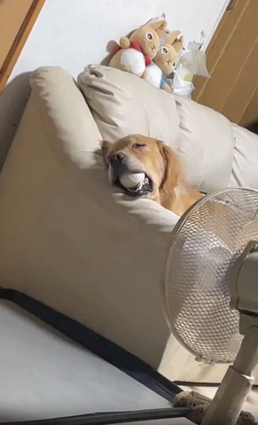 ボールくわえて寝てるワンコ