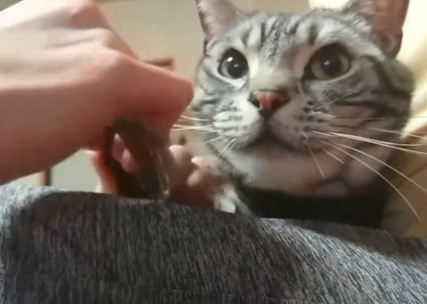 アップの猫ちゃん