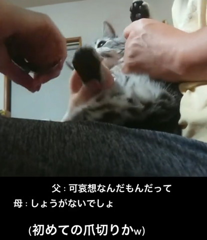 可哀想なんだもんだってテロップ