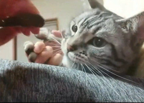 爪切りを見る猫