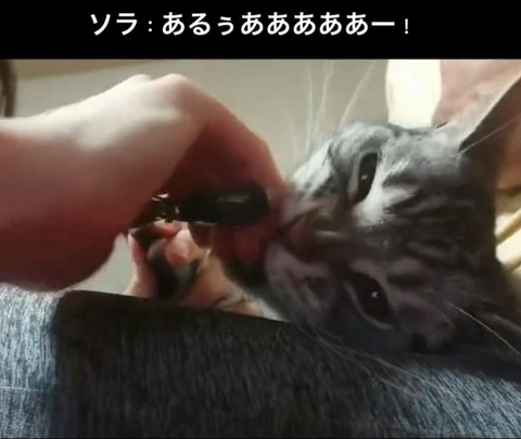 人間の指かむ猫