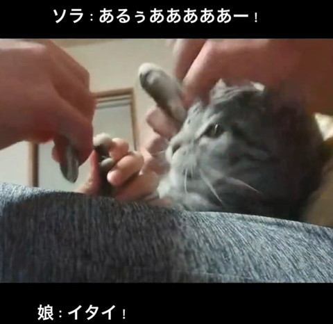 イタイテロップ