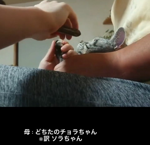 どちたのチョラちゃんテロップ