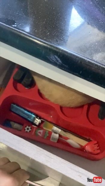 引き出しの中で寝る猫