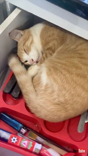 引き出しの中で寝る猫