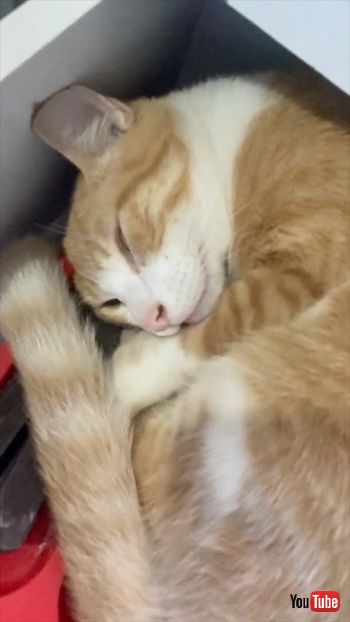 引き出しの中で寝る猫