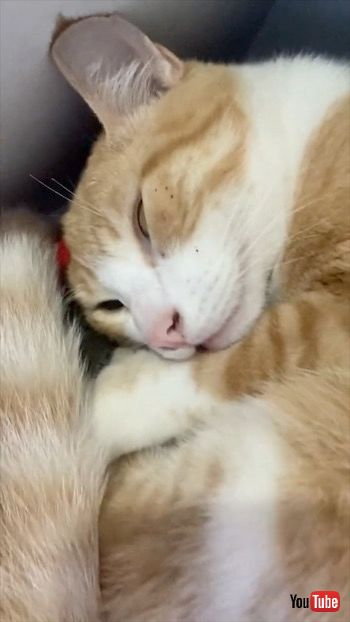 引き出しの中で寝る猫