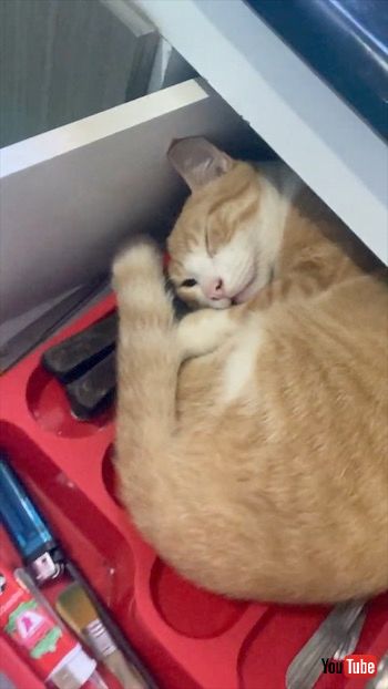 引き出しの中で寝る猫
