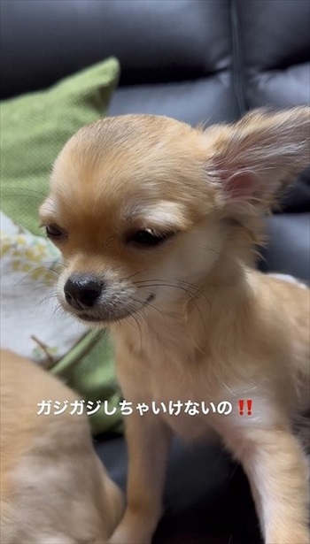 叱られているチワワ