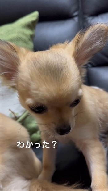 同居犬をかばうワンちゃん