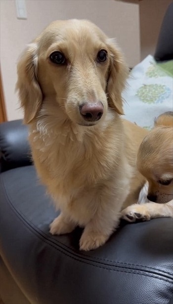 同居犬をかばうワンちゃん