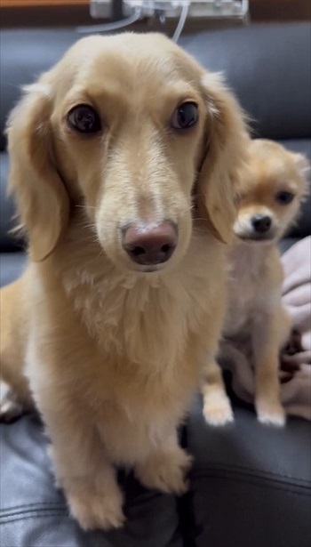 前にでるダックス