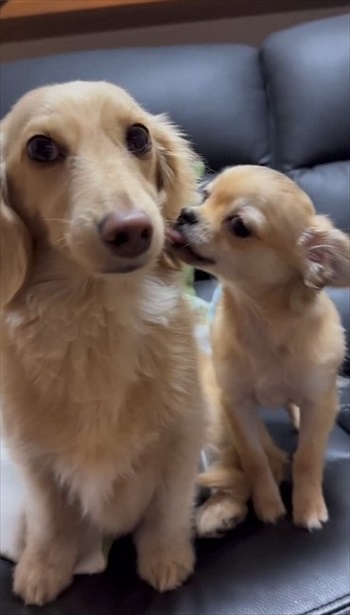 顔ペロペロするワンコ