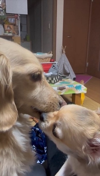 ありがとう言ってるような犬