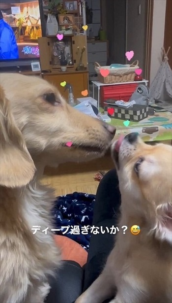 同居犬をかばうワンちゃん
