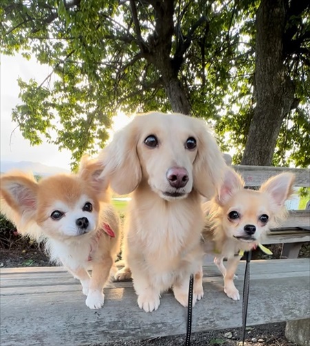 かわいい犬のスリーショット