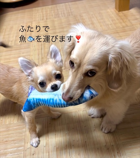 魚を運ぶ犬たち