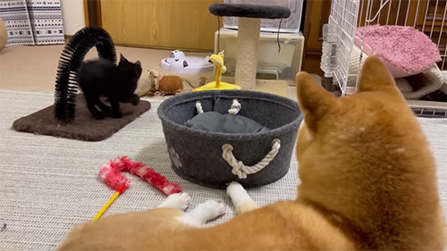 子猫を見守る柴犬