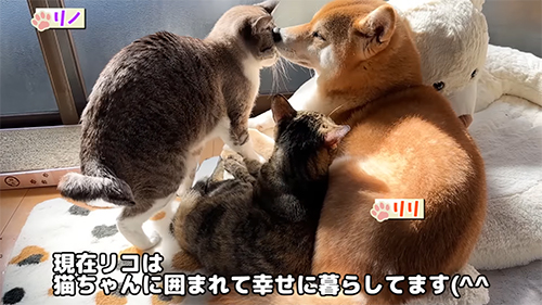 柴犬と猫