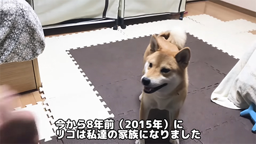 8年前の柴犬