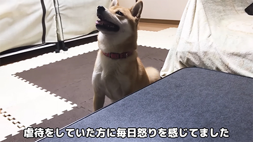 見上げる柴犬
