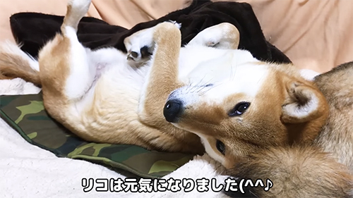 あおむけの柴犬