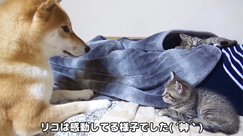 保護子猫