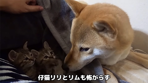 怖がらない子猫