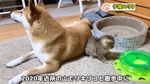 山で出会った保護猫