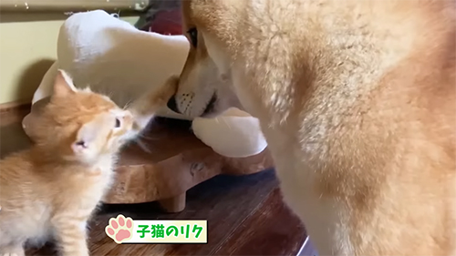 大雨の中で保護された子猫