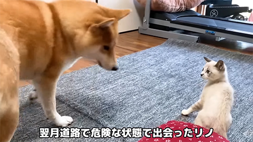 ボロボロだった保護子猫