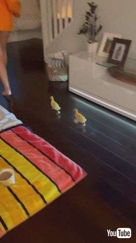 女性を追うアヒルの赤ちゃんたち