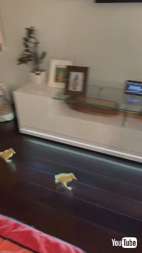 女性を追うアヒルの赤ちゃんたち