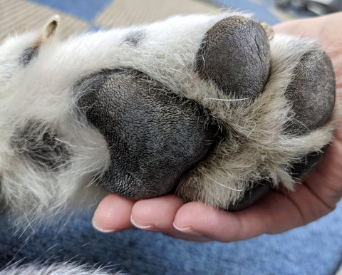 成犬の肉球