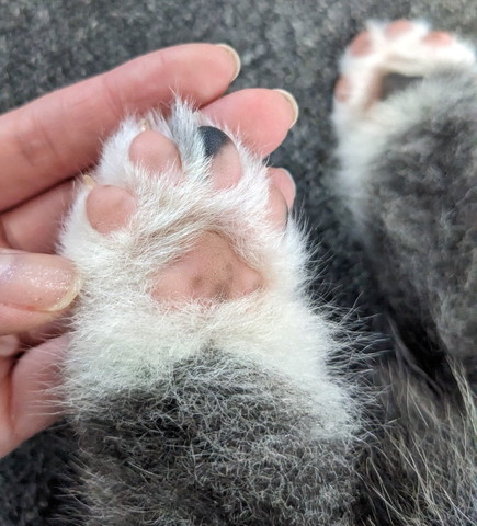 子犬の肉球