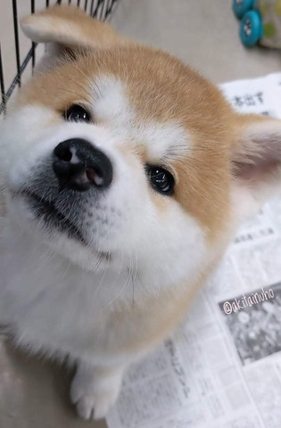 見上げてる子犬