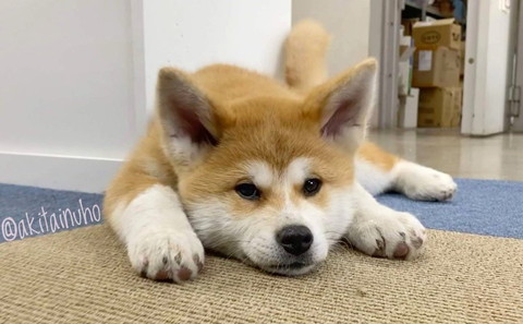 ブラウン子犬伏せしている